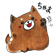 Chama-Shiba
