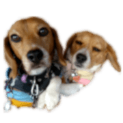 Pretty Beagles Pictures