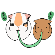 Cavy Sticker