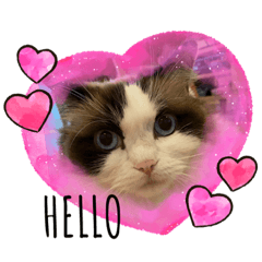 wajico_20200723132042