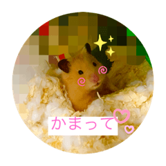 kantyan♡