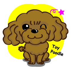 Toy Poodle named Moka