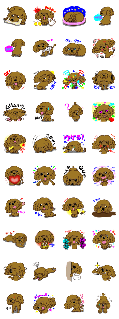Toy Poodle named Moka