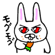 Rabbit stare