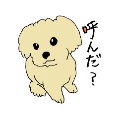 A toy poodle Anzu.