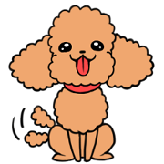 Ron poodle