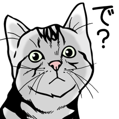 American Shorthair!