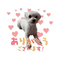 kitty_20200723133727