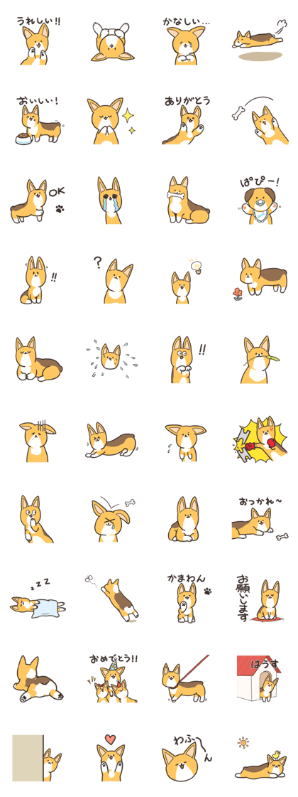 My Welsh Corgi