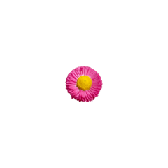 Pink Flower  1