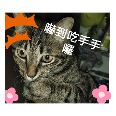 我媽咪最愛的兒