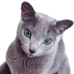 Russian blue cat Nee