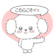 White cute toy poodle