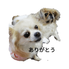 papa_20200723190841