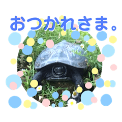 Reed turtle jelly sticker
