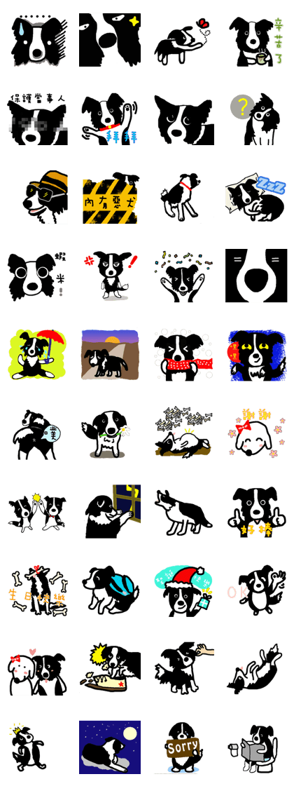 Border Collie BaoBao