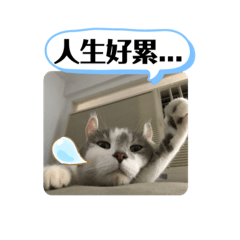 阿灰的生活語錄