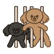 Fluffy Poodle Life