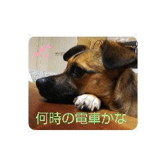 tubuyaki  dog_20200724103231