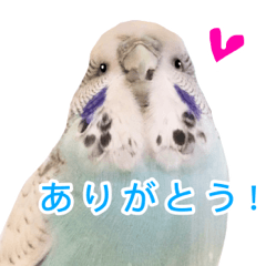 My birds sticker ruriharu