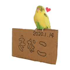 kawaii kinatan