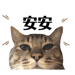 厭世の猫(米糕）