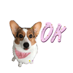 Our Lovely Doggies 2