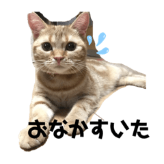 rina_20200725001005