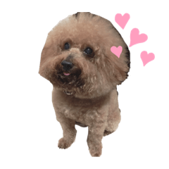 小流氓布丁の可愛生活