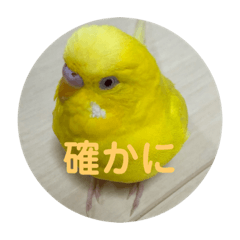 黄色いインコ。日常会話2