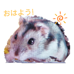 Suzu_20200725134624