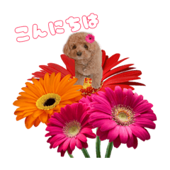 imo white_20200725142726