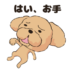 Toy Poodle Mochiko