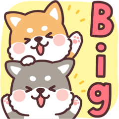 fluffy fat Shiba Big Sticker