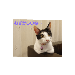 niko-niko_20200725162302