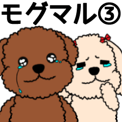 Mogu and Marco of toy poodles 3