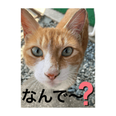 papatora_20200725172653