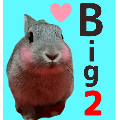 big photo rabbit sticker2