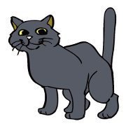 Cat walking.