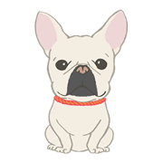 Miffi of French bulldog