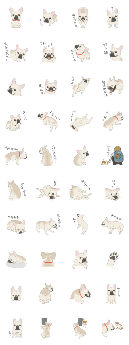 Miffi of French bulldog