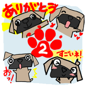 Pretty reaction Pug dog2