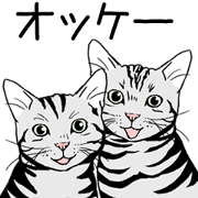 American Shorthair 1