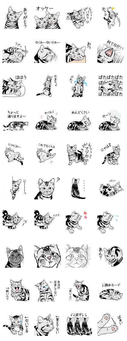 American Shorthair 1