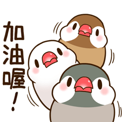 Chubby java sparrow -Everyday-(tw)