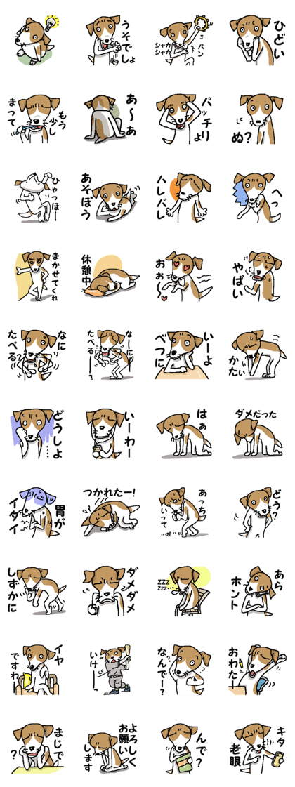 Jack dog 3