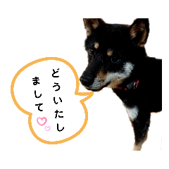 ringo_20200726230243