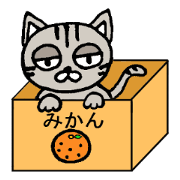 Plain-looking cat Coco