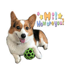 Our Lovely Doggies 3