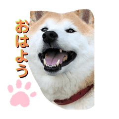 柴犬 クウ Lineクリエイターズスタンプ Stamplist